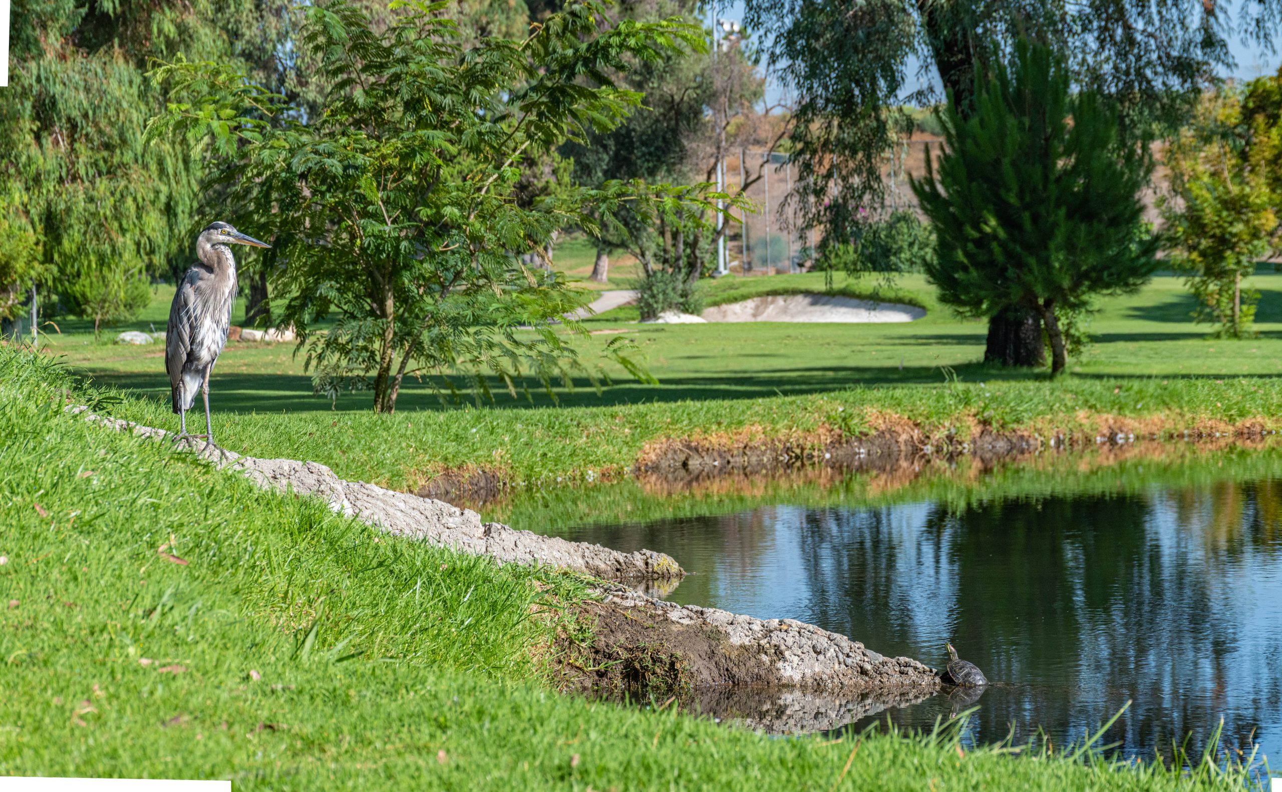 The Pico Rivera Golf Course is Open City of Pico Rivera