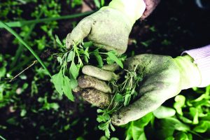 FREE Smart Gardening Webinars