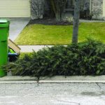 Christmas Tree Recycling