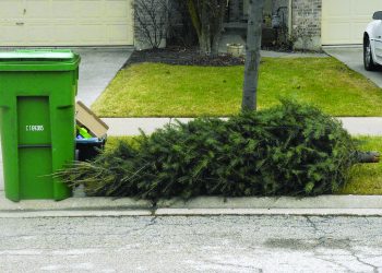 Christmas Tree Recycling