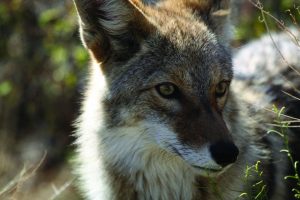 Curbing Coyote Sightings in the City