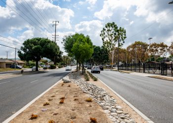 a road with trees and bushes on the side