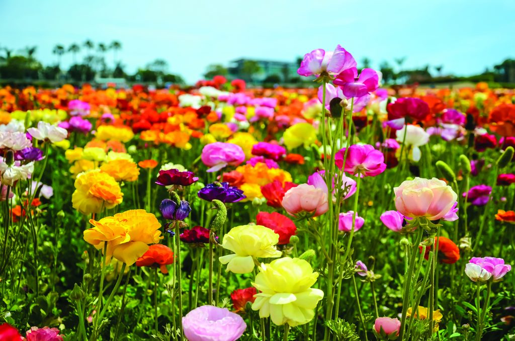 TRIPS AND TOURS Carlsbad Flowers ADOBE 2