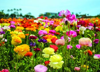 TRIPS AND TOURS Carlsbad Flowers ADOBE 2